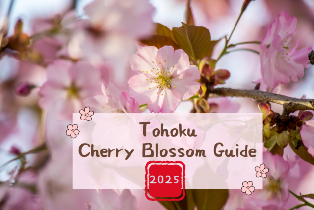 Tohoku Cherry Blossom Guide 2025